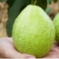 Ổi lê ruột trắng thơm ngon an toàn